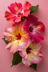 Vibrant Hibiscus Flowers on Pink Background - Floral Beauty in Bloom