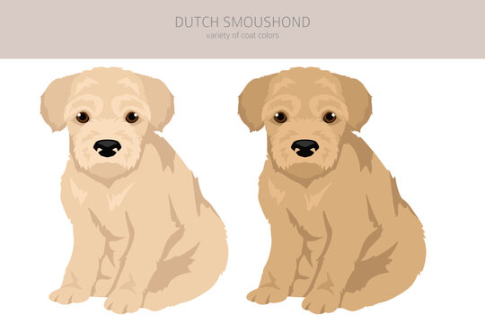 Dutch Smoushond puppy clipart. Different poses, coat colors set