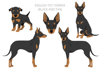 English toy terrier clipart. Different poses, coat colors set - 788569253