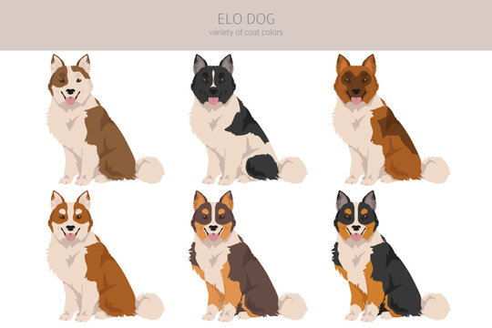 Elo dog_2