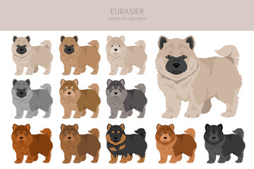 Eurasier dog puppy clipart. Different poses, coat colors set - 788569408