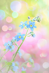 Delicate Blue Forget-Me-Nots on Vibrant Bokeh Background