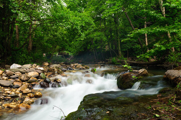 Long exposure shot capturing the motion of water in a forest stream surrounded by lush greenery and...