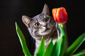 Gray striped cat stretches his paw to a tulip on a dark background