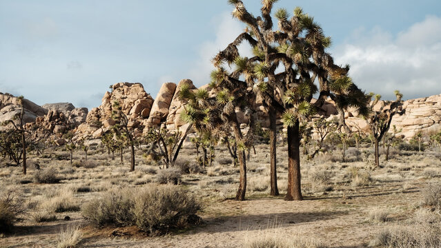 joshua tree national park during sunset