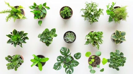 set of home plants such as succulents, cacti, ficus