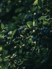 A sprig of blueberries highlighted by the warm evening sunlight, with a dark, bokeh background of leaves.