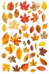 Fototapeta premium Vibrant leaves in various hues on a clean white surface. Perfect for seasonal designs