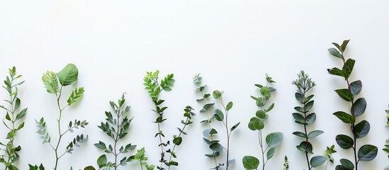 Artistic sparse grouping of foliage on a vibrant white backdrop. Flat lay composition. Emphasizing the natural world.
