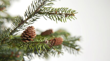 Close up of a pine tree with cones. Suitable for nature and forestry concepts