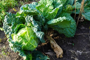 a cabbage head with green leaves in the garden and dried brown as a result of drought in the garden in summer on a garden plot, The concept of growing eco-friendly food on your own