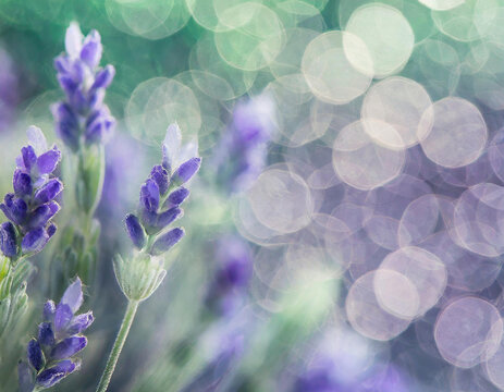 Abstract blur bokeh banner background. Lavender purple and sage green bokeh background 