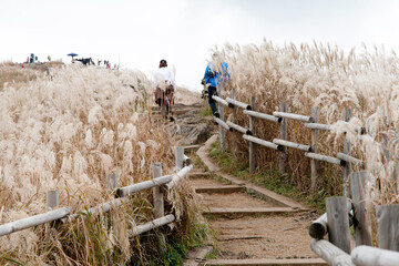 View of the white reeds with the tourists on the mountain