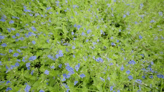 Veronica chamaedrys flowers in a meadow, slider movement