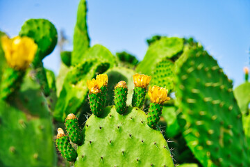 prickly pear cactus on blue sky background. Green cactus leaves with flowers