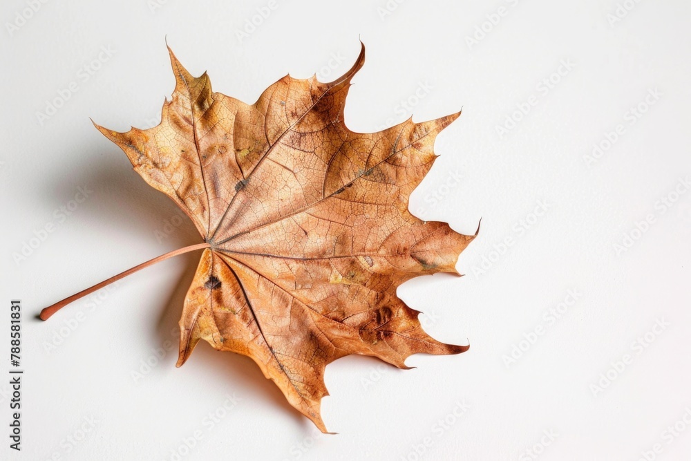 Poster a single leaf on a plain white background, suitable for various design projects