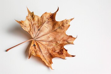 A single leaf on a plain white background, suitable for various design projects