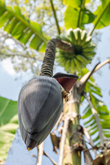 Banana bloom hanging from atop.
Selective focus on a banana tree inflorescence. 
