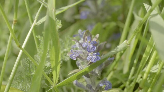 Close-up of (Ajuga reptans) purple flowers