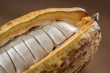 Sliced in half cacao pod.
Beautiful studio pictures of the cocoa pods revealing its seeds.
