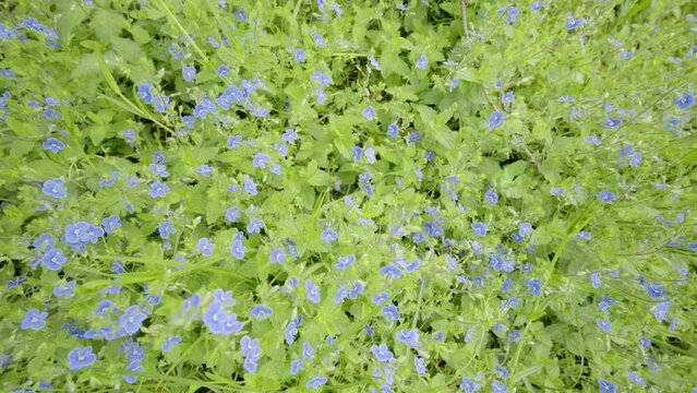 Small blue Veronica chamaedrys flowers in a meadow, slow travelling movement 