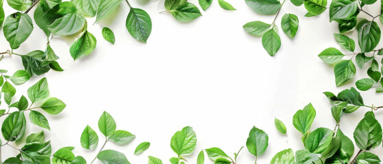 A symmetrical frame of varied green leaves against a white background, perfect for eco-friendly concepts.