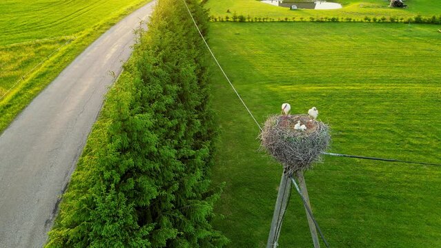 Summer landscape. A white stork sits in its nest with its little birds, sunset in the background. Two storks in nest against background of the blue sky, hatching eggs. Estonia summer field, green