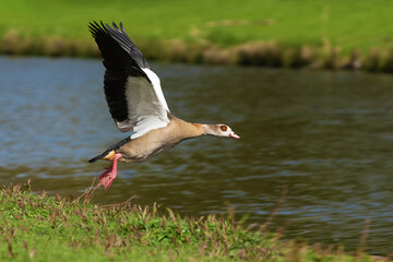 An adult female Nile or Egyptian goose (Alopochen aegyptiaca) flies over the water - 788584448