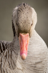 greulag, goose, anser anser, looking straight down, vertical, portrait, orange, pink, beak, bird,...