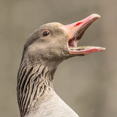 honking goose, goose beak structure, bird teeth, conical papillae, greyllag goose, anser anser, goose with open beak, goose portrait, goose head, bird head, portrait of a goose