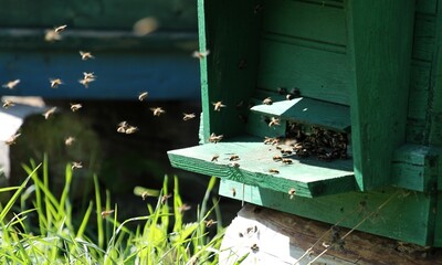 bees in the first spring departures from a green beehive in search of nectar and pollen