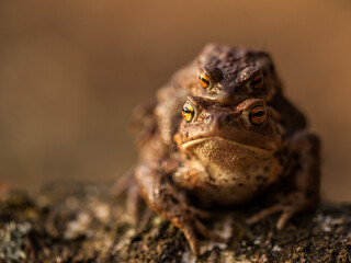 amplexus in tailless amphibians, mating of a common toad, male toad holding a female, copulation,...