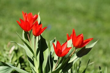 close-up of opened red tulips on a sunny spring day