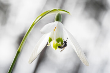 small hymenoptera on a snowdrop flower, pollinating insects, apiary, hymenoptera, stinger, flower pollination, counter light, shot from below, photo against the light, frog's perspective, 