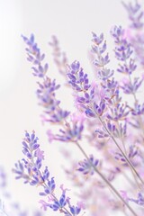 Close up shot of a bunch of purple flowers, perfect for nature backgrounds