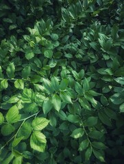 Green leaves background. Green natural texture