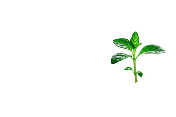 Obraz premium ดีไซน์ที่ยังไม่ได้ตั้งชื่อ - Green leaf plant sapling isolated on white background.