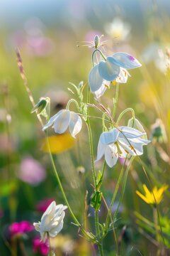 White flowers blooming in a scenic field, perfect for nature backgrounds