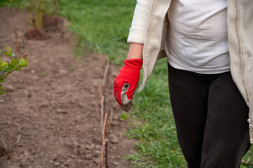 Woman in a white jacket and red gloves plants a tree in the garden, close-up