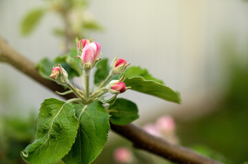 Obraz na płótnie Canvas Apple tree blossom in spring, close-up, selective focus