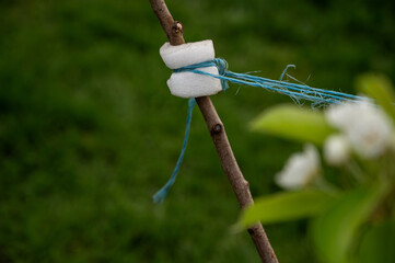 a branch of a young tree in the garden is tied with paralon and thread