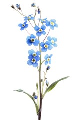 Detailed view of blue flowers on a plant, perfect for botanical illustrations