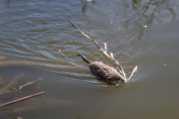 A river nutria swims with parts of reeds.