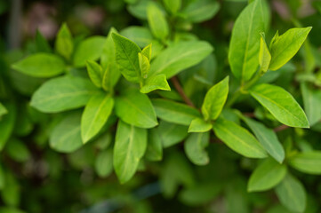 Close up of green leaves in garden with selective focus and shallow depth of field.