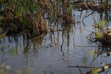 A river nutria swims with parts of reeds.