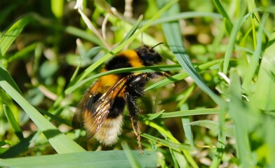 a beautiful large bumblebee foraging in green grass