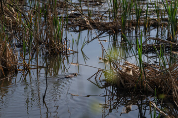 A river nutria swims with parts of reeds.