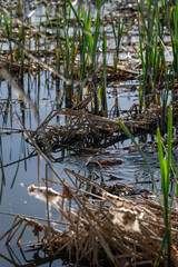 A river nutria swims with parts of reeds.