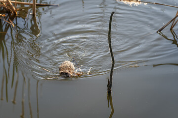 A river nutria swims with parts of reeds.