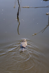 A river nutria swims with parts of reeds.